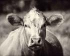 Pasture Cow