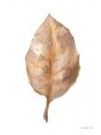 Fallen Leaf II