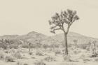 Joshua Tree I Neutral