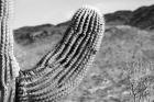 Saguaro