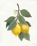Lemon Branch II