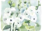 White Hollyhocks