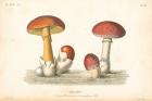 French Mushrooms I