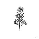 Botticelli Plant IV Black