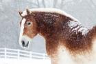 Snowy Draft Horse