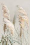 Neutral Pampas Grasses III