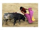 High angle view of a matador fighting with a bull, Spain