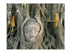Buddha head in tree roots, Wat Mahathat, Ayutthaya, Thailand