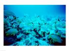 School of Blue Striped Grunts swimming underwater, Belize