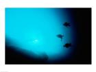 Three scuba divers swimming underwater, Blue Hole, Belize