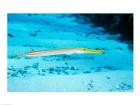 Side profile of a Yellow Trumpet Fish swimming underwater