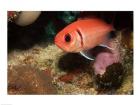 Blackbar Soldierfish