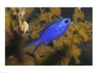Blue Chromis Fish