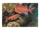 Blackbar Soldierfish