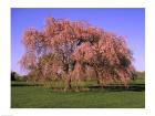 Blossoms on a tree in a field