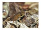 Close-up of a toad on the ground