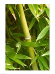 Close-up of a bamboo shoot with bamboo leaves