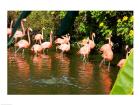 American Flamingoes Wading in Water
