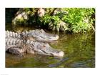 American alligators in a pond, Florida, USA