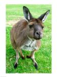 Portrait of a kangaroo, Australia