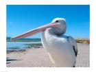 Close-up of a pelican, Eyre Peninsula, Australia
