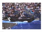 Killer Whale Sea World San Diego California USA