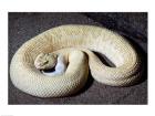 Albino Rattlesnake