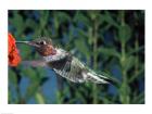Anna's hummingbird pollinating a flower
