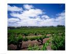 Panoramic view of vineyards, Barossa Valley, South Australia, Australia