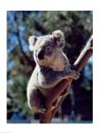 Koala on a tree branch, Australia (Phascolarctos cinereus)