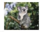 Koala on a tree branch, Lone Pine Sanctuary, Brisbane, Australia (Phascolarctos cinereus)