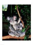 Koala and its young sitting in a tree, Lone Pine Sanctuary, Brisbane, Australia (Phascolarctos cinereus)
