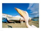 Pelican and Fishing Boats on Beach, Mykonos, Cyclades Islands, Greece