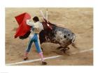 Matador fighting a bull, Plaza de Toros, Ronda, Spain