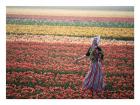 Dutch Girl in Tulip Fields