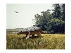 Ankylosaur walking in a field and a pteranodon flying in the sky