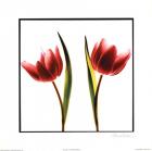 Tulip Impressions II