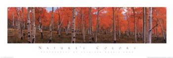 Nature's Colors-Autumn Trees | Obraz na stenu