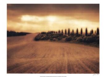 Cypress Study - Tuscany | Obraz na stenu