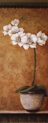 Hanna's Orchids II - petite | Obraz na stenu