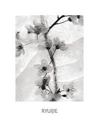 Cherry Blossoms in Winter | Obraz na stenu