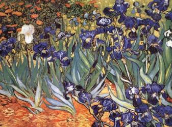 Irises in the Garden, Saint-Remy, c.1889 | Obraz na stenu