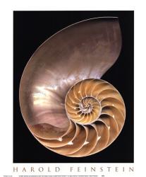 Chambered Nautilus | Obraz na stenu