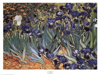 Irises in the Garden, Saint-Remy, c.1889 | Obraz na stenu