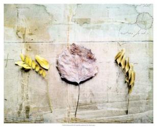 Herbarium III | Obraz na stenu