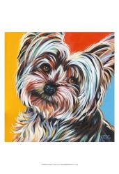 Sweet Yorkie II | Obraz na stenu