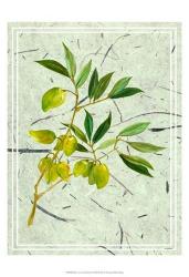 Olives on Textured Paper II | Obraz na stenu