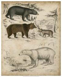 Non-Embellished Species of Bear | Obraz na stenu