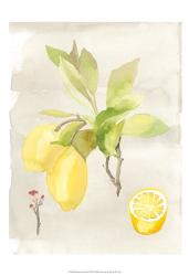 Watercolor Fruit II | Obraz na stenu