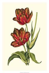 Vintage Tulips V | Obraz na stenu